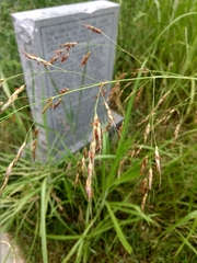 Sorghum halepense
