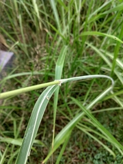 Sorghum halepense