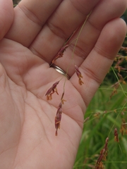 Sorghum halepense