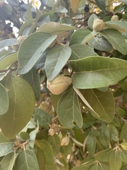 Lagunaria