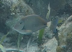 Acanthurus chirurgus