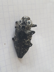 Capnodis cariosa