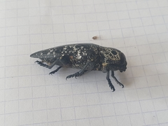 Capnodis cariosa
