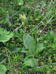 Primula ruprechtii