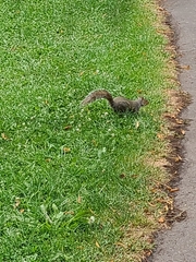 Sciurus carolinensis