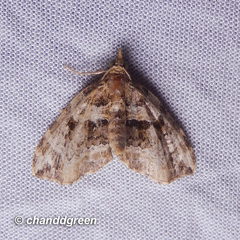 Chaetolopha incurvata