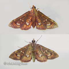 Ischnurges gratiosalis