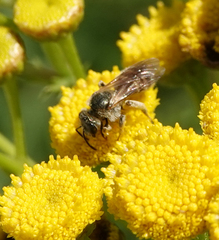 Halictus subauratus
