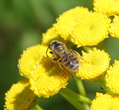 Halictus subauratus