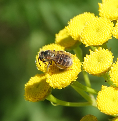 Halictus subauratus