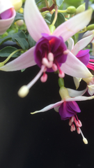 Fuchsia × hybrida