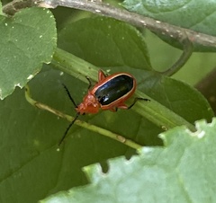 Disonycha discoidea