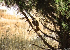 Phoenicurus ochruros