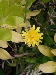 Sphaerophoria interrupta