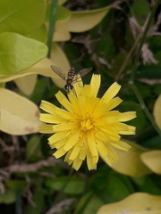 Sphaerophoria interrupta