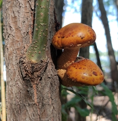 Pholiota