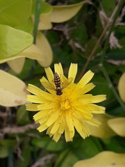 Sphaerophoria interrupta