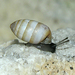 Cask Snails - Photo (c) Dai Herbert, some rights reserved (CC BY-NC), uploaded by Dai Herbert