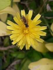 Sphaerophoria interrupta