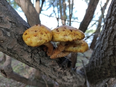 Pholiota
