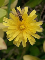 Sphaerophoria interrupta