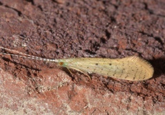 Nectopsyche pavida
