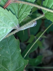 Monostegia