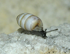 Fauxulus capensis