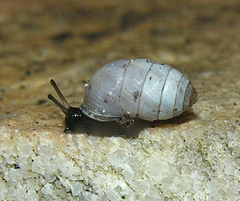 Fauxulus capensis