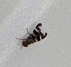 Chaetopsis massyla