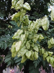 Koelreuteria paniculata