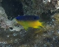 Stegastes xanthurus