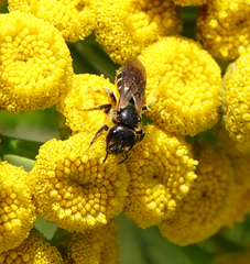 Halictus maculatus