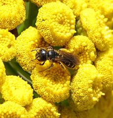Halictus maculatus