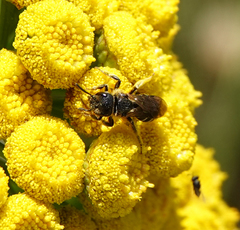 Halictus maculatus