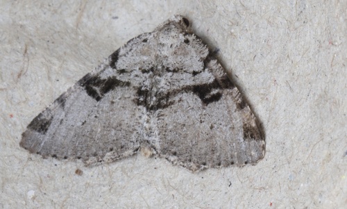 Split-lined Angle