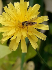 Sphaerophoria interrupta