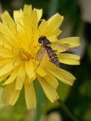 Sphaerophoria interrupta