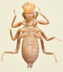 Zygonyx natalensis