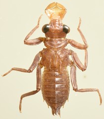 Zygonyx natalensis