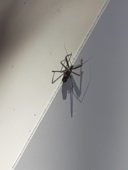 Arilus cristatus