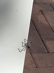 Arilus cristatus