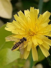 Sphaerophoria interrupta