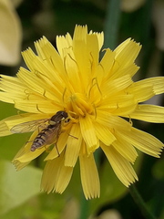 Sphaerophoria interrupta