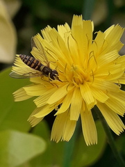 Sphaerophoria interrupta