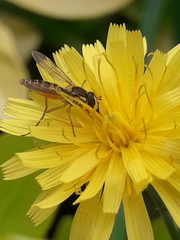 Sphaerophoria interrupta