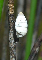 Fauxulus capensis