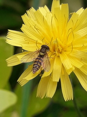 Sphaerophoria interrupta