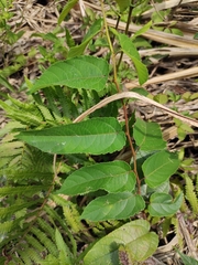 Broussonetia kaempferi
