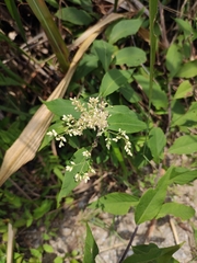 Artemisia anomala